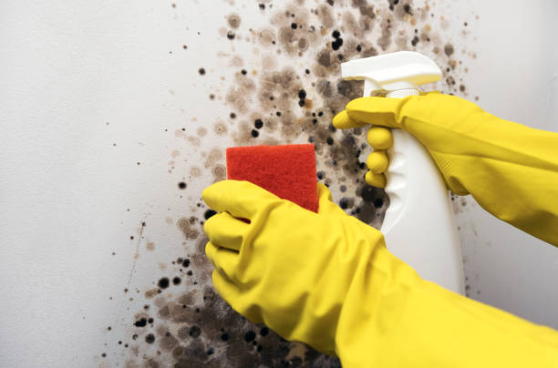 Best Bathroom Mold Remediation in Battle Creek, NE