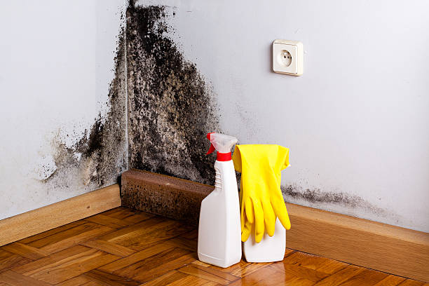 Best Post-Flood Mold Remediation in Battle Creek, NE