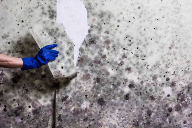 Best Insurance-Related Mold Remediation in Battle Creek, NE